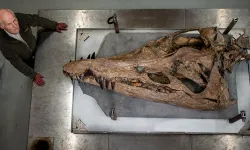 Devasa pliosaur deniz canavarı kafatası Dorset'te sergileniyor