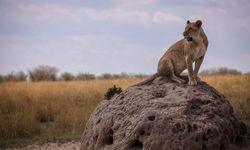 Kenya'da yabani hayat