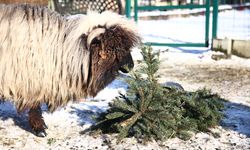 Polonya'da eski Noel ağaçları hayvanlar için toplanıyor