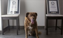 Bobi'ye verilen "dünyanın en yaşlı köpeği" unvanı, geri alındı