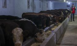 Depremzede besiciler hayvan sayısını artırmak için destek istiyor
