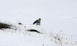 Ardahan'da tilkilerin kar altında avlarını yakalaması görüntülendi