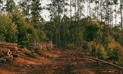 Dünyanın en büyük 3 et üreticisi, Brezilya'daki Cerrado savanasını ormansızlaştırmakla suçlandı