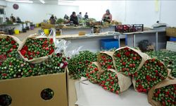Çiçek üreticileri Hatay'a ücretsiz 100 bin karanfil gönderdi