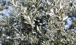 Marmarabirlik'ten zeytin üreticisine 860 milyon liralık kredi desteği