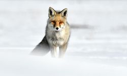 Kızıl tilkiler kar altındaki avlarının yerlerini kulaklarıyla tespit ediyor