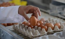 Yumurta kartonu üreticilerine 55 milyon lira ceza kesildi