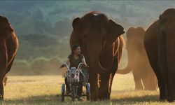 Tayland'da kurulan doğal park kötü muamele gören fillere barınak oldu
