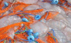 Balıkçıların ağları ölü göçmen denizanalarıyla doldu