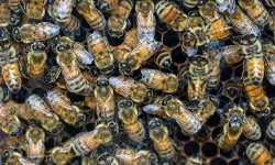 ABD'de ailesine "canavar gördüğünü" söyleyen küçük kızın odasından 60 binden fazla arı çıktı