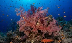 Okyanusların ısınması dünya çapında mercanların dördüncü kez ağarmasına sebep oldu