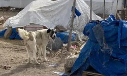 Antalya'da çoban köpeklerinin saldırısına uğrayan kadın öldü