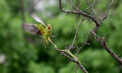 İstanbul’un tropik kuşları "Yeşil Papağanlar"