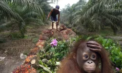 Malezya palm yağı ihraç ettiği ülkelere orangutan hediye etmeyi planlıyor