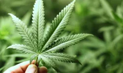Diyarbakır'da 76 kilogram esrar ele geçirildi