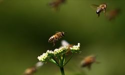 Toz taşınımı bal arılarının yön duygularını olumsuz etkiledi