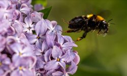 Arı ölümlerine yol açan faktörler iklim değişikliğiyle artıyor