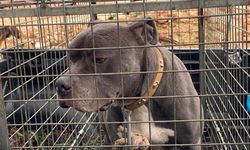 Pitbull cinsi köpeğinin kediyi öldürmesine izin veren kişi gözaltına alındı