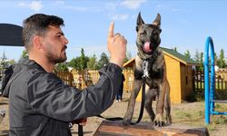 "Proteo"nun adının yaşatıldığı parkurda köpekler ücretsiz eğitiliyor