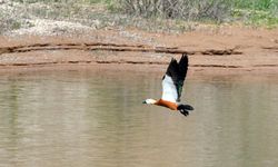 Buzları çözülen Asboğa Gölü göçmen kuşlarla şenlendi