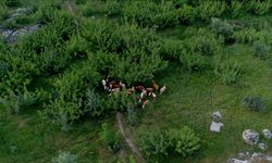 Kırklareli'nde merada kaybolan 38 büyükbaş hayvan dron yardımıyla bulundu