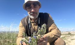 Kapadokya'da 3 endemik bitki türü keşfedildi, birine "Hacıbektaş" adı verildi