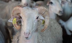 Hayvan yetiştiricilerinden belediyelere çağrı