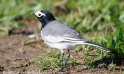 Göçmen kuşların dinlenme alanı: Milleyha Kuş Cenneti
