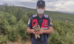 Burdur'da kanadı kırık baykuşu jandarma kurtardı