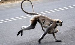 Hindistan'daki langur maymunları