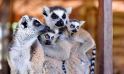 Tarsus Doğa Parkı'ndaki lemur ve sırtlan doğum yaptı