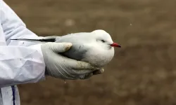 Hindistan'da bir çocukta kuş gribi vakasına rastlandı