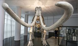 Araştırmaya göre, yünlü mamutların nesli "genetik olmayan" sebeplerle tükendi