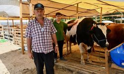 Kocaeli'de ağırlıkları yaklaşık 3 ton olan üç boğa toplam 680 bin liraya satıldı