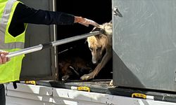 Gaziantep Valiliğinden kuduz hayvan nakliyle ilgili iddialara yalanlama