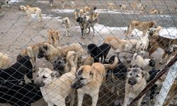DSÖ'den "sahipsiz köpek popülasyonu" uyarısı