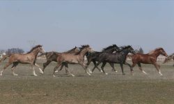 TİGEM 73 safkan Arap koşu tayı satacak