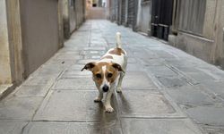 Köpek sahipleri yılda 400 milyon avro vergi ödüyor
