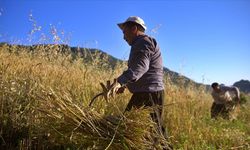 Osmaniyeli 6 kardeş baba yadigarı tarladaki ürünleri orakla biçiyor