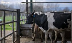 Danimarka, çiftlik hayvanlarının saldığı gazlar için vergi almayı planlıyor