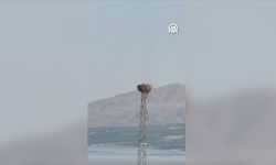 Malatya'da leylek yuvasının yanma anı kameraya yansıdı