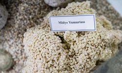 Pina midyeleri Marmara Denizi'ndeki müsilaja karşı
