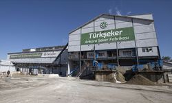 Yerli şeker pancarı tohumları gelecek yıl toprakla buluşacak