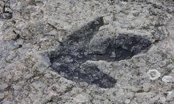 Araştırmacılar, dinozorlardan 40 milyon yıl önce semender benzeri bir hayvanın yaşadığını belirledi