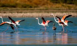 Misafir flamingoların göç hazırlığı
