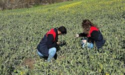 Trakya'da zirai dondan etkilenen tarım alanlarında hasar tespit çalışmaları başladı
