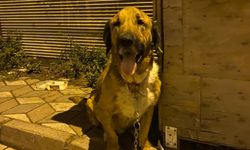 Mahallenin Sevimli Paşası Öğrencilere İlham Oldu