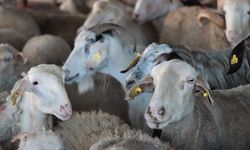 Kurban bağışında "sahte dernek" uyarısı