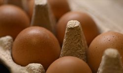 Tavuk yumurtalarının ihracatı kayda bağlandı