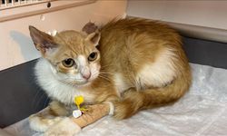 Damağı çürüyen sahipsiz kedi kurtuldu